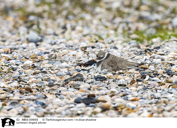 common ringed plover / MBS-09669