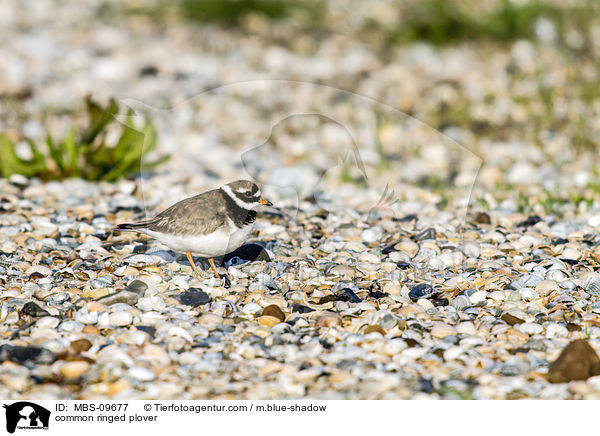 common ringed plover / MBS-09677
