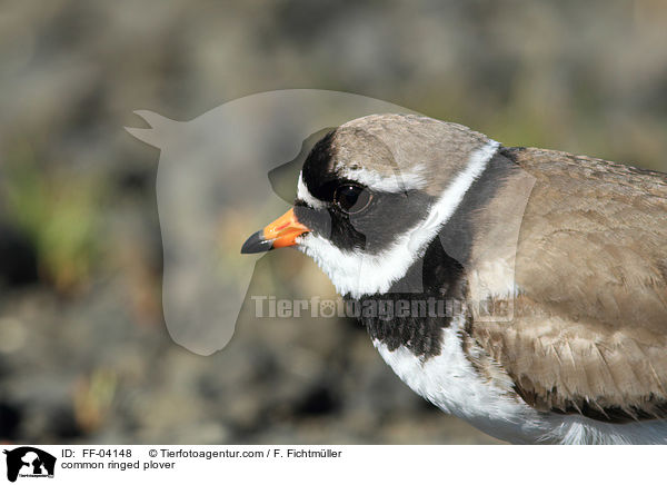 common ringed plover / FF-04148