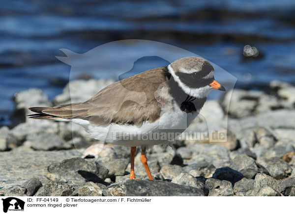 common ringed plover / FF-04149