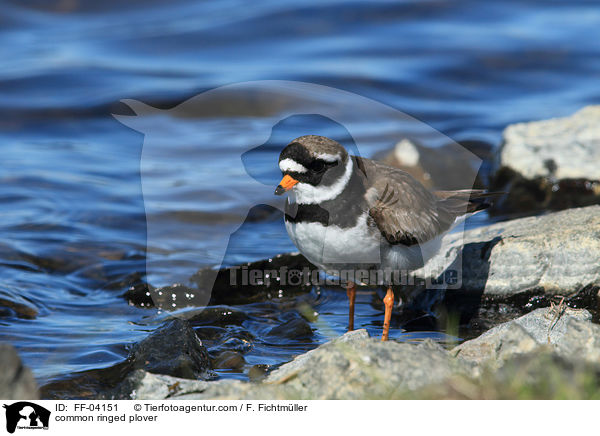 common ringed plover / FF-04151