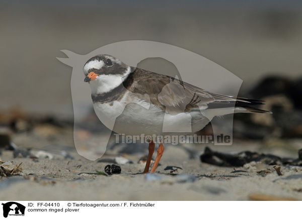 common ringed plover / FF-04410