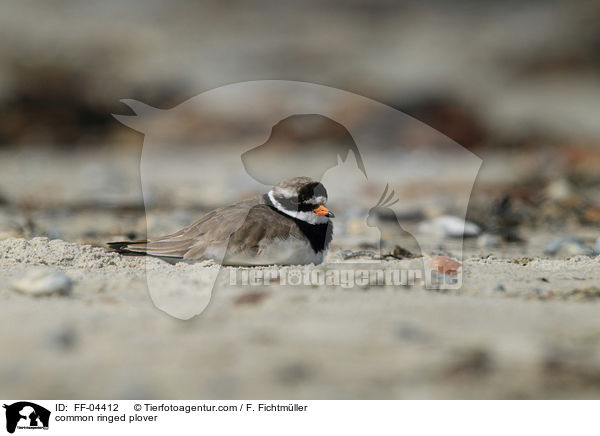 common ringed plover / FF-04412