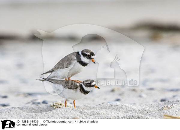 common ringed plover / MBS-14536