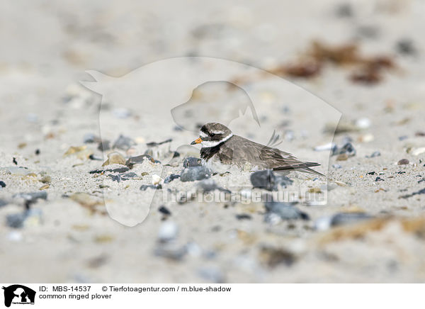 common ringed plover / MBS-14537