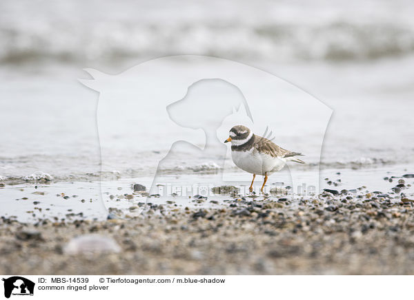 common ringed plover / MBS-14539