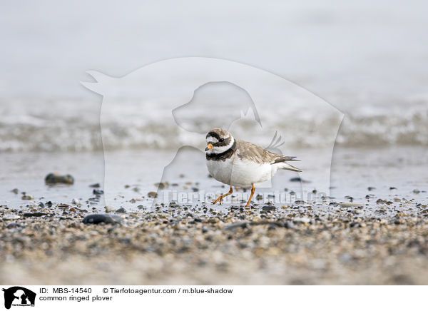 common ringed plover / MBS-14540