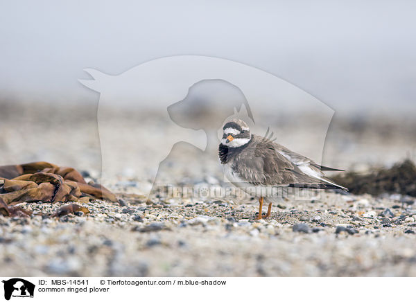 common ringed plover / MBS-14541