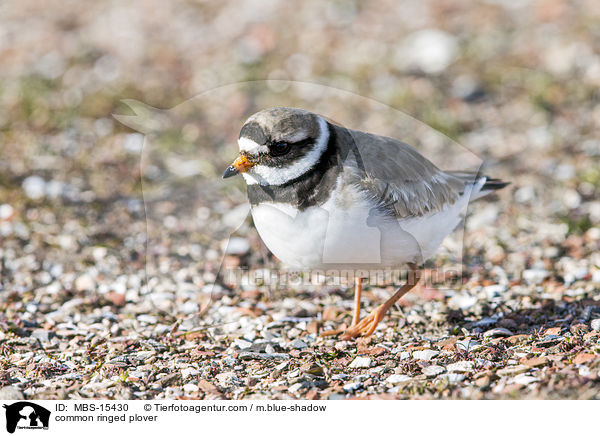 common ringed plover / MBS-15430