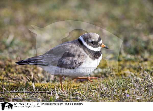 common ringed plover / MBS-15431
