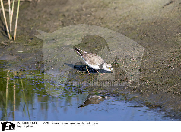 ringed plover / MBS-17481