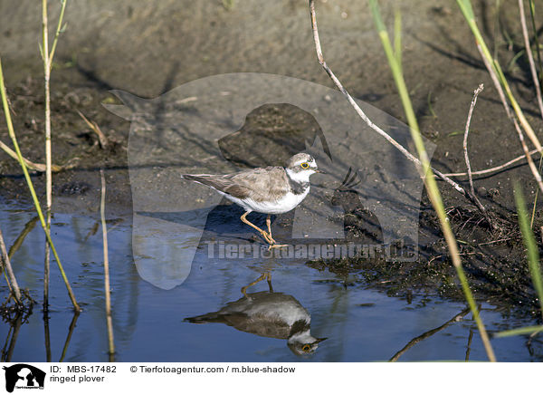 ringed plover / MBS-17482