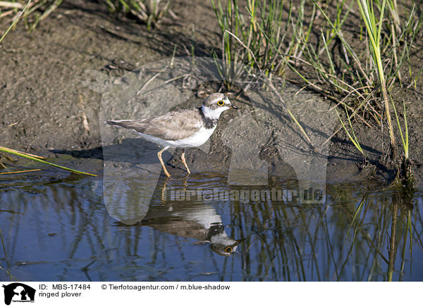 ringed plover / MBS-17484