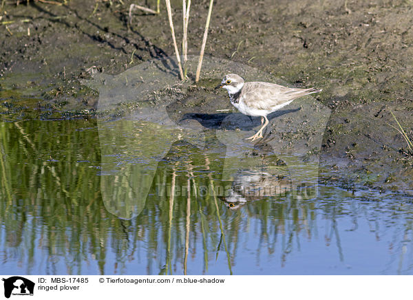 ringed plover / MBS-17485