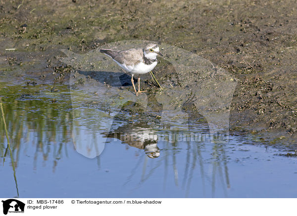 ringed plover / MBS-17486