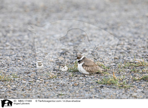 ringed plovers / MBS-17488