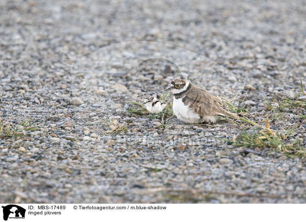 ringed plovers / MBS-17489