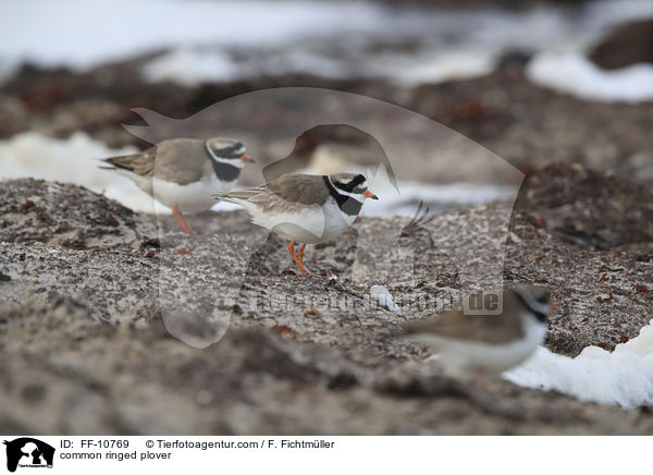 common ringed plover / FF-10769