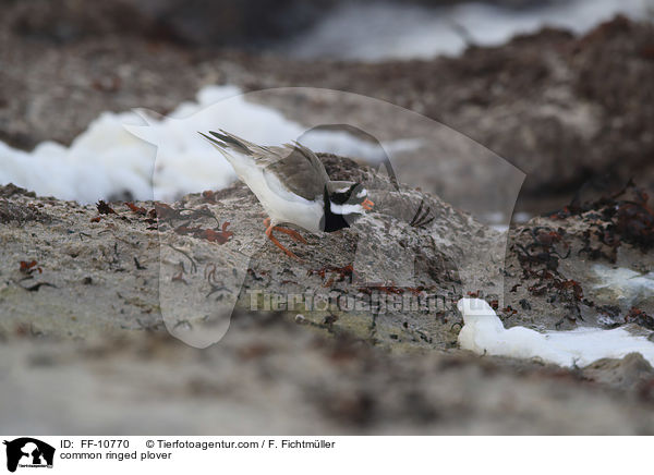 common ringed plover / FF-10770
