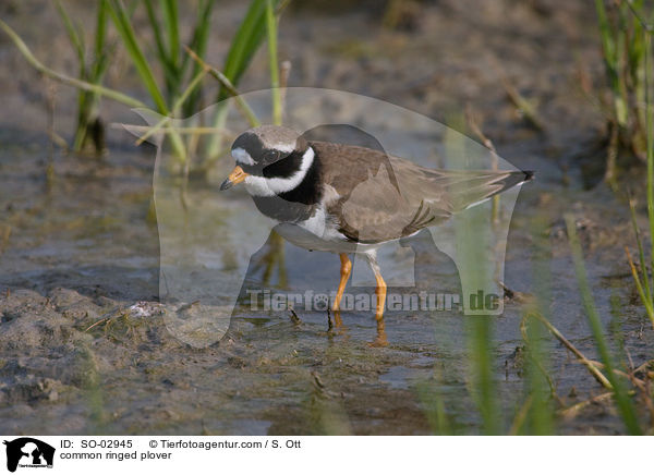 common ringed plover / SO-02945