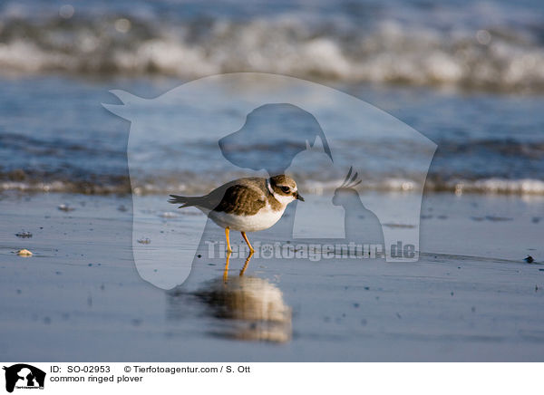 common ringed plover / SO-02953