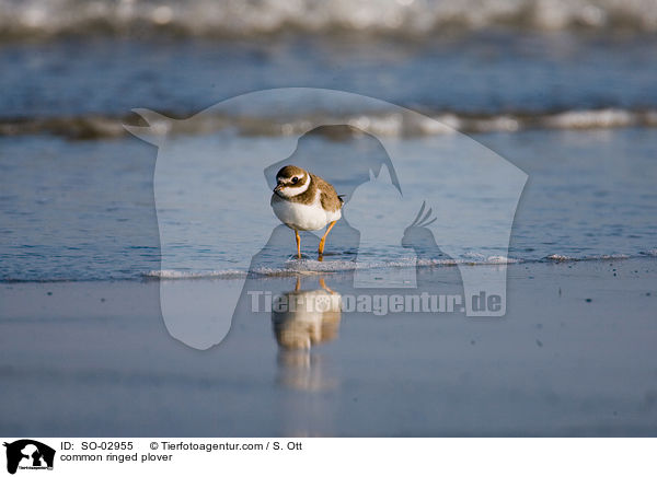 common ringed plover / SO-02955