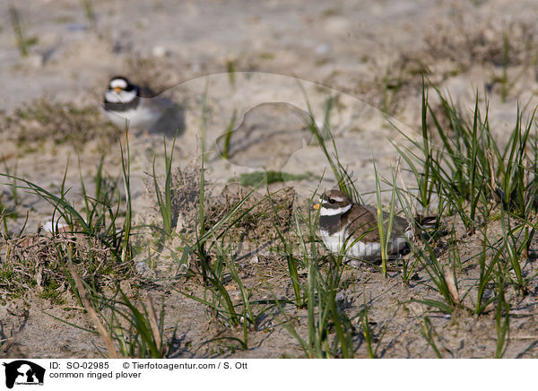 common ringed plover / SO-02985