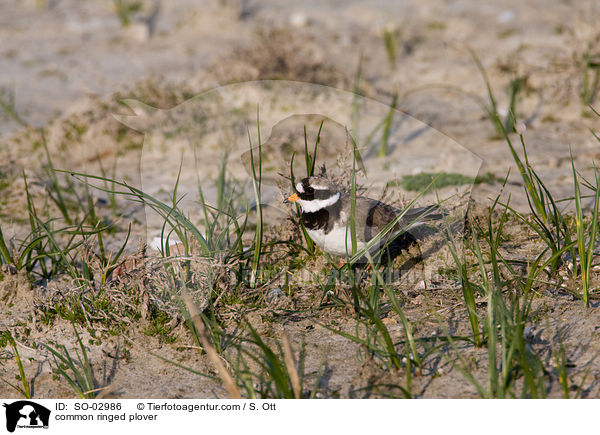 common ringed plover / SO-02986