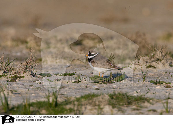 common ringed plover / SO-02987