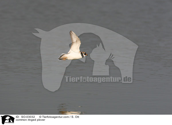 common ringed plover / SO-03032