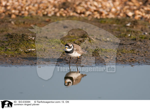 common ringed plover / SO-03084