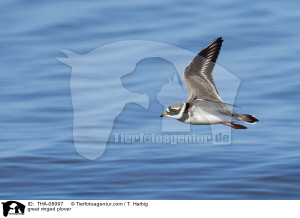 great ringed plover / THA-08997
