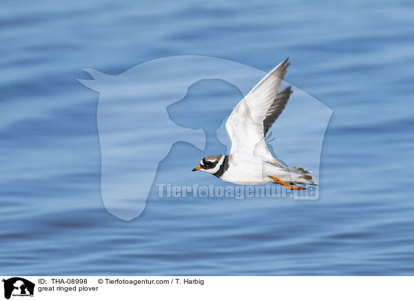 great ringed plover / THA-08998