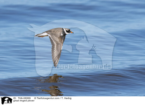 great ringed plover / THA-08999