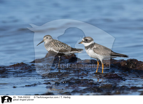 great ringed plover / THA-09002
