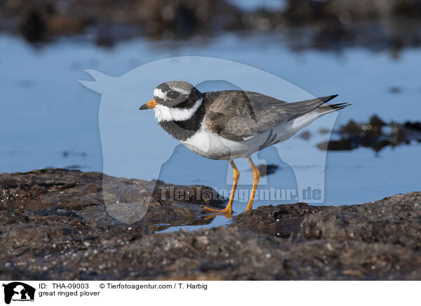 great ringed plover / THA-09003