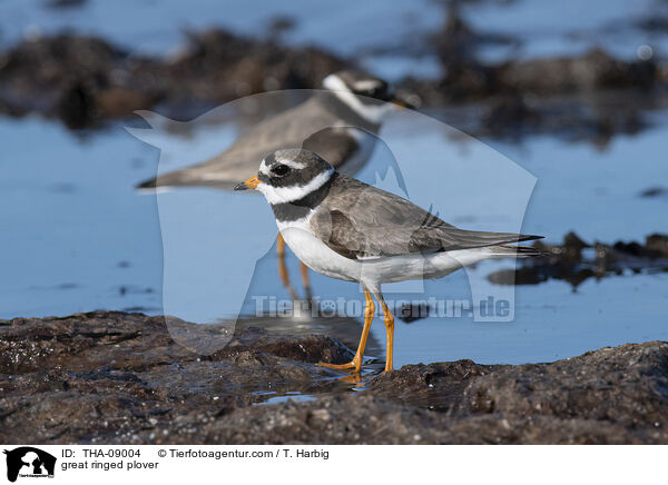 great ringed plover / THA-09004