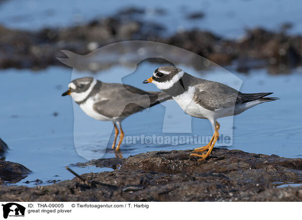 great ringed plover / THA-09005