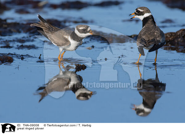 great ringed plover / THA-09008