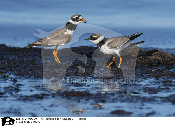 great ringed plover / THA-09009