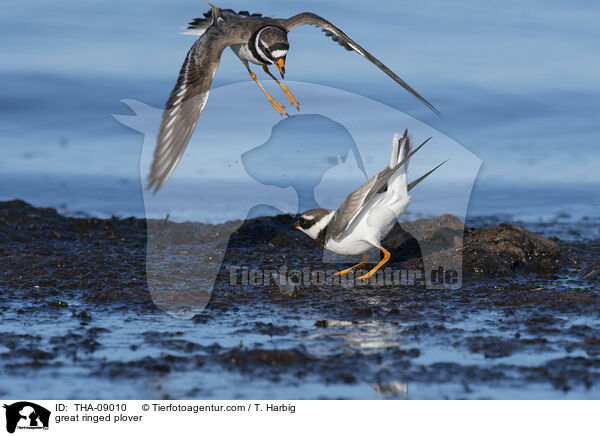 great ringed plover / THA-09010