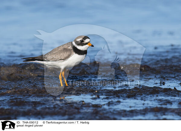 great ringed plover / THA-09012