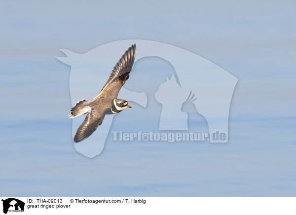 great ringed plover / THA-09013