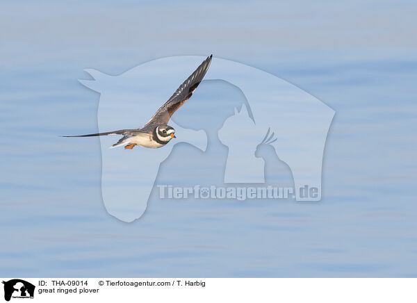 great ringed plover / THA-09014