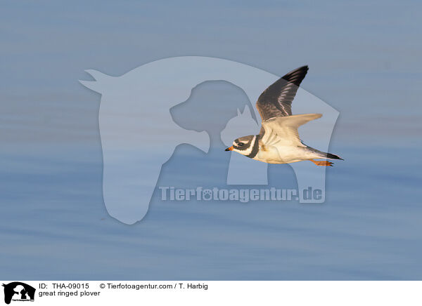 great ringed plover / THA-09015
