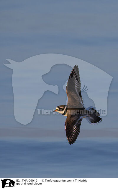 great ringed plover / THA-09016