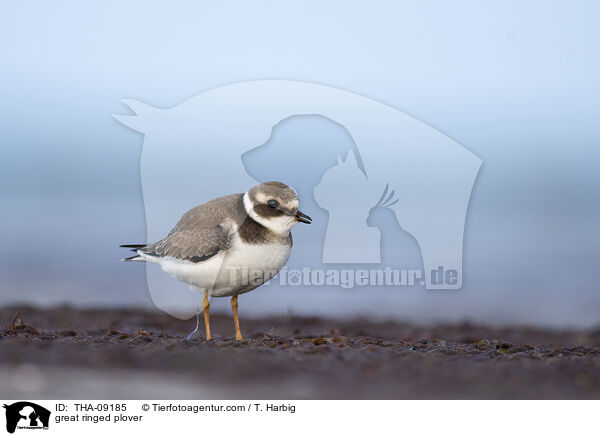 great ringed plover / THA-09185