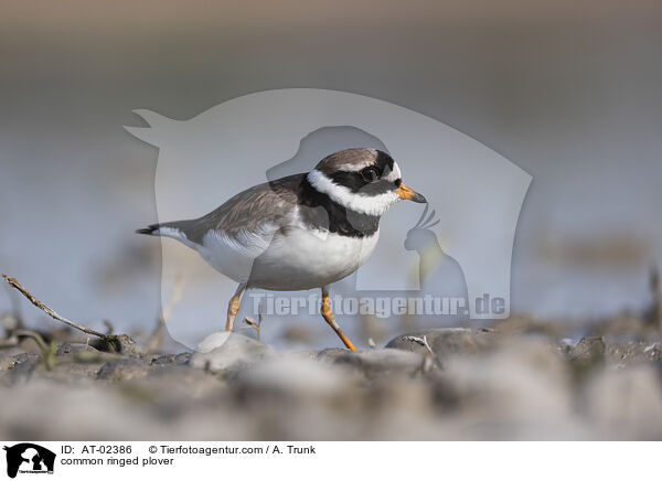 common ringed plover / AT-02386