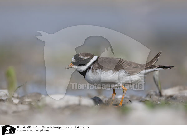common ringed plover / AT-02387