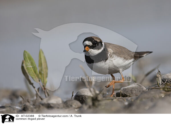 common ringed plover / AT-02388